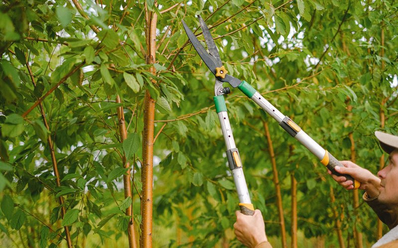 Tree trimming in Hartland, WI